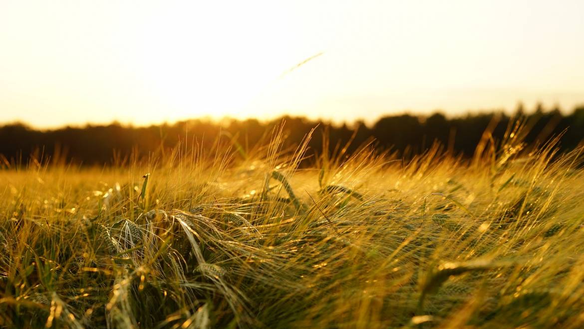 FISV in difesa della ricerca scientifica e dell’innovazione in agricoltura