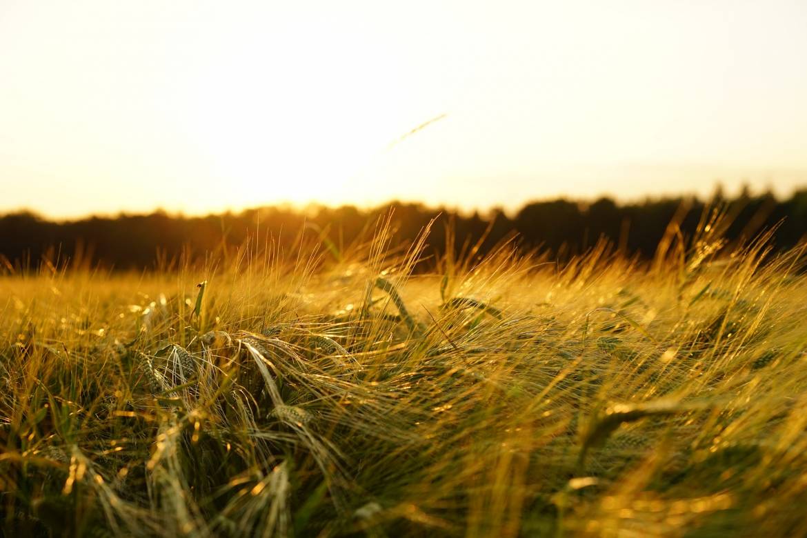 FISV in difesa della ricerca scientifica e dell’innovazione in agricoltura