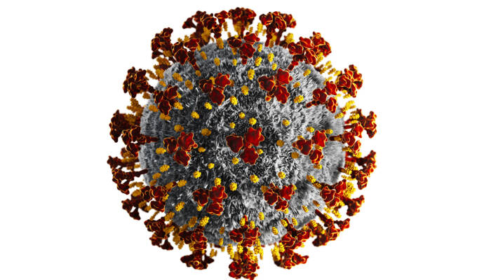 Coronvirus proteine di membrana
