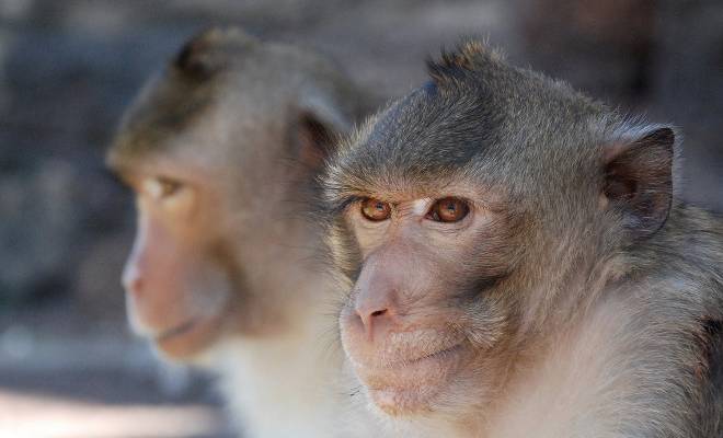 sperimentazione-animale-sospese-le-ricerche-delle-universit-di-torino-e-parma-la-comunit-scientifica-attacco-ideologico-alla-ricerca