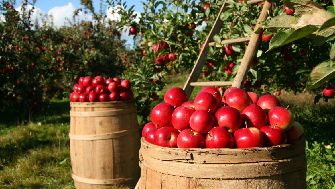 Biodinamica, anche Nature si schiera con la comunità scientifica italiana