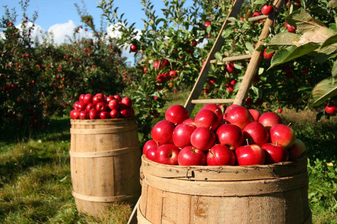 Biodinamica, anche Nature si schiera con la comunità scientifica italiana