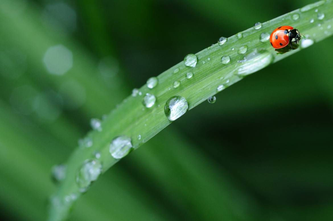 Suolo, acqua, piante e atmosfera: i regni della Chimica Agraria