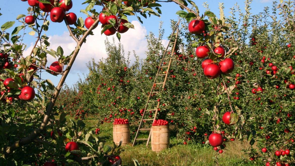 DDL Agricoltura, l’appello della comunità scientifica italiana contro le pseudoscienze