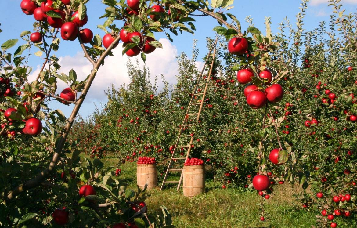 DDL Agricoltura, l’appello della comunità scientifica italiana contro le pseudoscienze