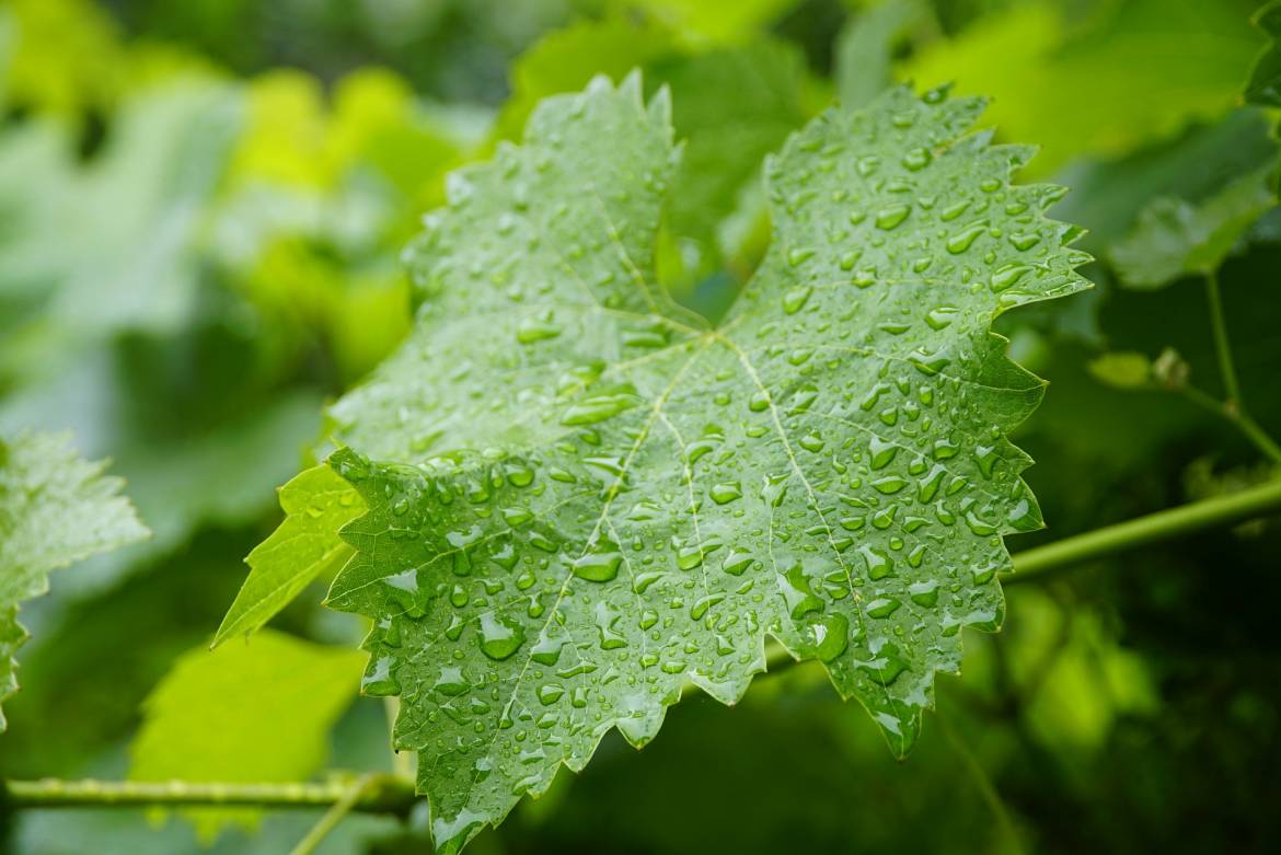 Agricoltura Biodinamica, disciplina esoterica e non scientifica!