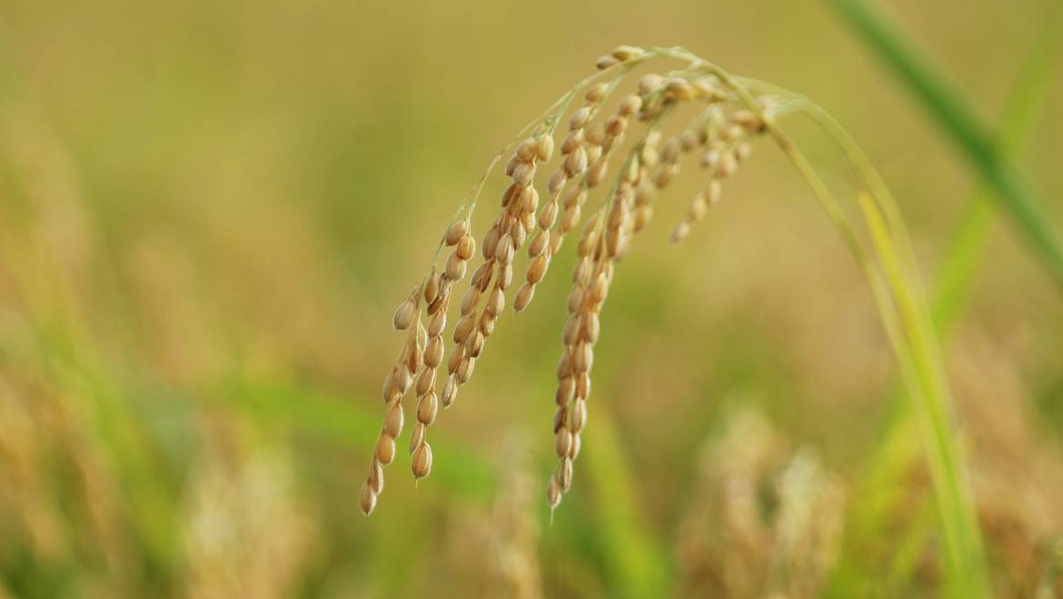 40 anni fa è iniziata una nuova era per il miglioramento genetico delle piante