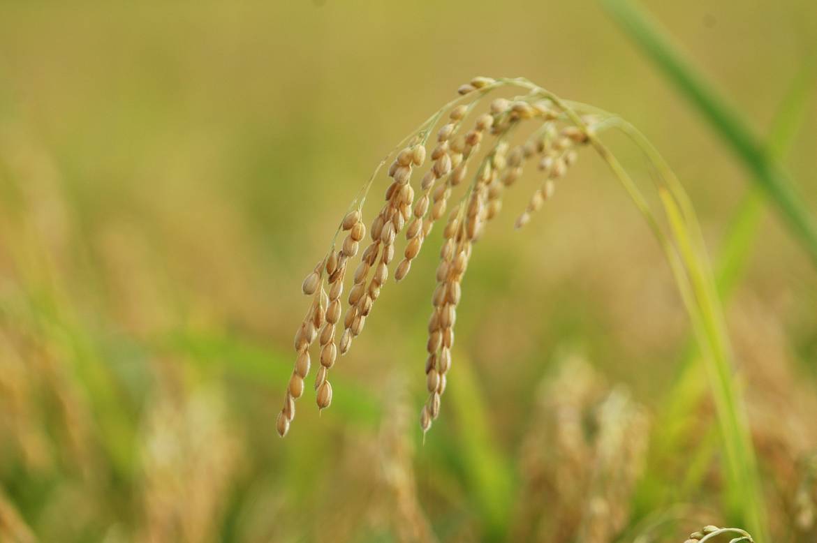 40 anni fa è iniziata una nuova era per il miglioramento genetico delle piante